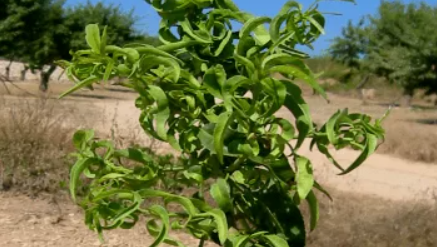 El mosquito verde, tradicionalmente una plaga menor, ha intensificado su ataque en plantaciones de regadío y alta densidad, generando síntomas llamativos y debilitando a los árboles Jacobiasca lybica cómo identificar y combatir la amenaza creciente del almendro.png